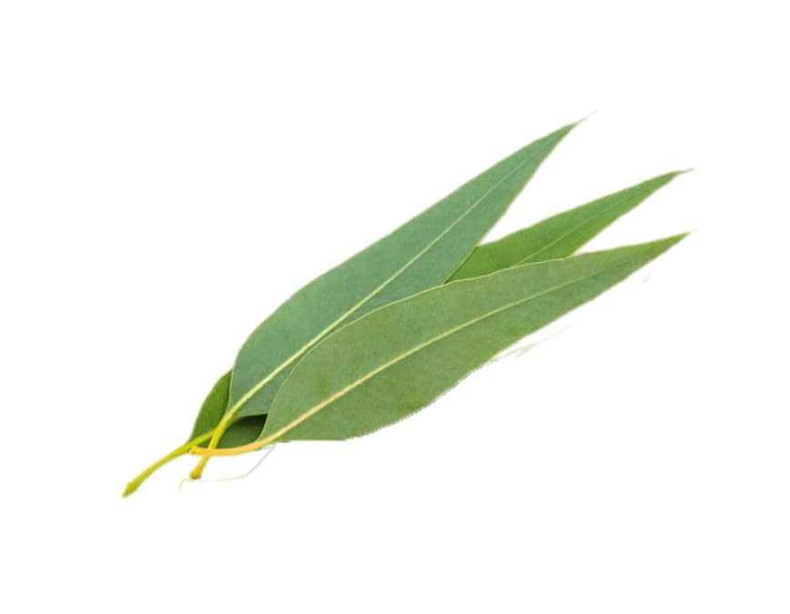 Lemon Eucalyptus – Citromos (vietnámi) eukaliptusz illóolaj