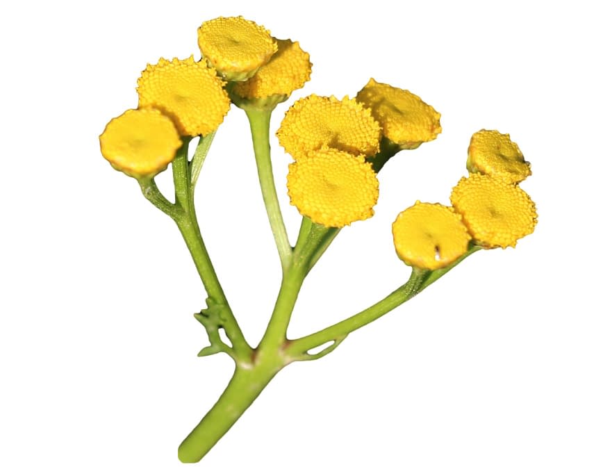 Helichrysum – Olasz szalmagyopár illóolaj