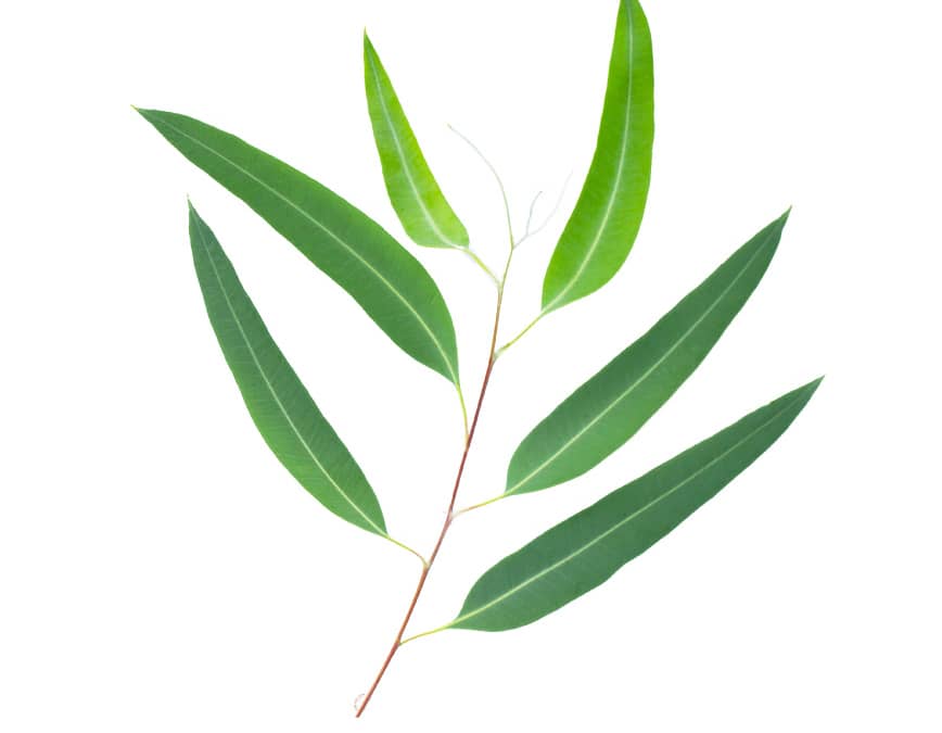 Eucalyptus – Eukaliptusz illóolaj