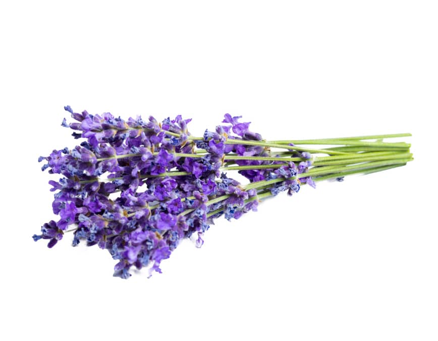 Lavender – Levendula illóolaj